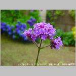 20090615amn037.jpg