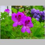 20090615amn038.jpg