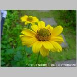 20090615amn040.jpg