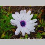 20090615amn043.jpg