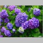 20090615amn045.jpg