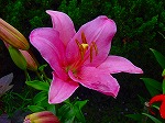 20090616com013.jpg