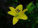 20090616com014.jpg