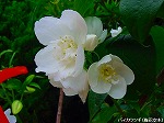 20090616com016.jpg