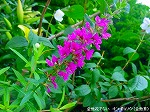 20090616com017.jpg