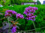 20090616com019.jpg