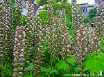 20090616com020.jpg