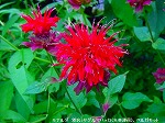 20090616com022.jpg