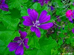 20090616com023.jpg