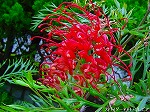 20090616com025.jpg