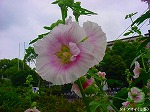 20090616com030.jpg