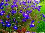 20090616com035.jpg