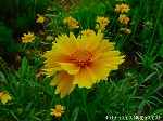 20090616com036.jpg