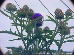 20090616com041.jpg