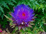 20090616com051.jpg