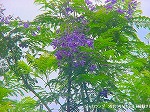20090616com052.jpg