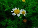 20090616com145.jpg