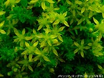 20090616com150.jpg