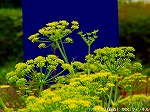 20090618com033.jpg