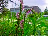20090620msg003.jpg