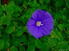 20090620msg011.jpg