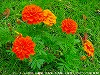 20090620msg016.jpg