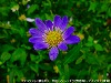 20090620msg017.jpg