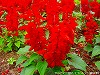20090620msg022.jpg