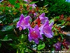 20090620msg028.jpg