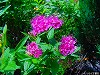20090620msg029.jpg