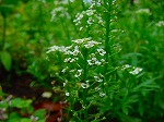 20090620msg038.jpg