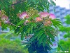 20090620msg053.jpg