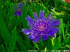 20090620msg087.jpg