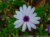 20090620msg091.jpg