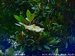 20090625chp002.jpg