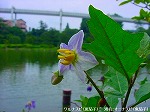 20090625chp044.jpg