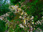 20090625chp052.jpg