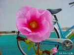 20090625chp092.jpg