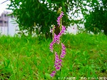 20090625chp094.jpg