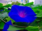 20090805cc004.jpg