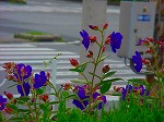 20090805cc005.jpg
