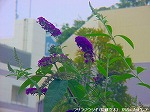 20090805cc007.jpg