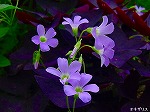 20090805cc009.jpg