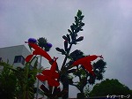 20090805cc011.jpg