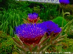 20090805cc012.jpg
