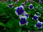 20090805cc014.jpg