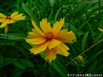 20090805cc016.jpg
