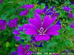 20090805cc020.jpg
