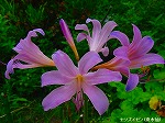 20090805cc023.jpg
