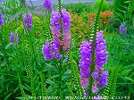 20090805cc029.jpg